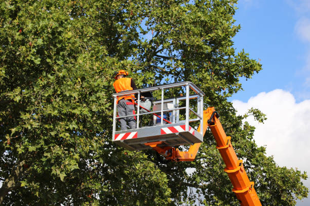 Tree and Shrub Care in Conshohocken, PA